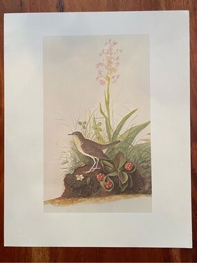 Vintage Audubon Bird Illustration Bookplate